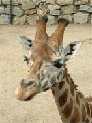 zoo
